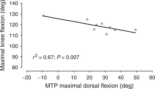 Maximal knee flexion during walking as a function of the dorsal flexion range of motion of underlying MTP.