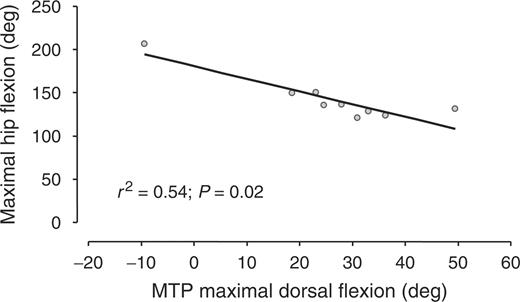 Hip maximal flexion during walking in function of the dorsal flexion range of motion of underlying MTP.