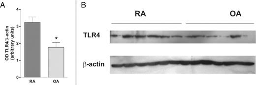 Immunoblot analysis of TLR4 protein expression. Expression of TLR4 at the protein level was studied by western blot analysis of cultured FLS cell lysates from patients with RA or OA. β-Actin was used as control. The difference between RA and OA samples was statistically significant (*P<0.01) (A). Results are the mean ± s.e.m. of three experiments including six FLS lines from different patients with RA and six from patients with OA. A representative experiment is shown (B).