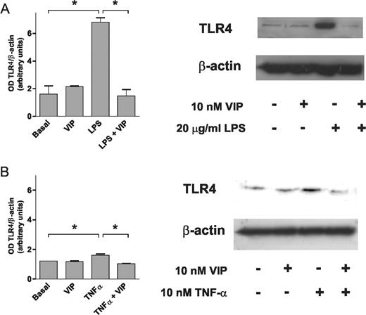 Effect of VIP on induced TLR4 expression. Western blot analysis of TLR4 protein expression in cultured FLS stimulated or not with (A) LPS or (B) TNF-α in the presence or absence of VIP at the indicated concentrations. An experiment representative of three is shown together with a densitometric analysis of TLR4 expression normalized to β-actin expression. *P<0.05.