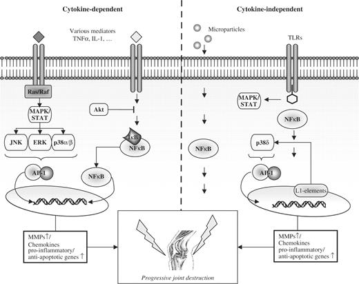 Functional cross-talk of cytokine-dependent and cytokine-independent pathways of joint destruction in RA. Pivotal downstream signalling cascades including the MAP kinase system and the transcription factor NFκB are activated in the synovial fibroblast through pro-inflammatory cytokines such as TNFα, and various interleukins. Similar activation of these pathways, however, is also achieved by cytokine-independent mechanisms, i.e. endogenous genetic elements (L1 retrotransposons), members of the innate immune system, namely various Toll-like receptors (reviewed in [17]) and novel mediators of cellular cross-talk such as immune cell-derived microparticles [27].