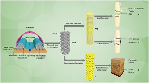 Schematic diagram for development of the IPFP, synovial membrane and ScAT