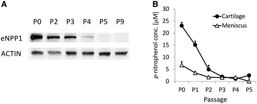 Passage-dependent eNPP1 expression and NPPase activity