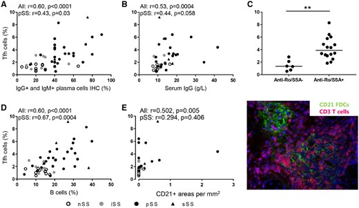 Salivary gland Tfh cells quantified by ECC correlate with B cell hyperactivity in SS patients