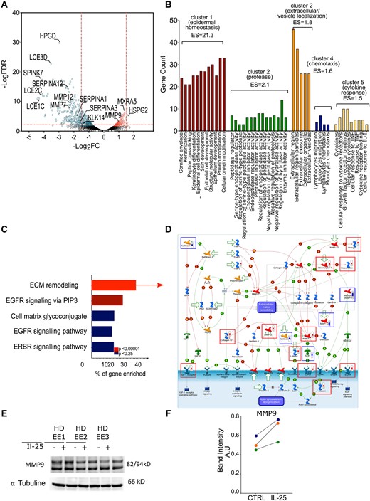 IL-25 regulates genes involved in epidermal homeostasis and ECM remodelling