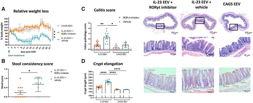 RORγt inhibition reduces colitis-induced weight loss and improves stool consistency. (A) Relative weight loss (% of initial body weight) for IL-23 EEV-injected mice treated with RORγt inhibitor or vehicle (IL-23 EEV n=10–11/group, CAGS EEV n=3/group). (B) Stool consistency score on day 25. (C) Histopathological assessment of colon: colitis score. Representative H&E stained sections. (D) Measurement of crypt length (in µm) in colon (mean of nine measurements per mouse). Representative H&E stained sections. All graphs show mean (s.e.m.), *P < 0.05, **P < 0.01, ***P < 0.001, ****P < 0.0001