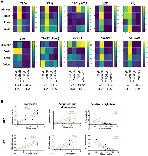 RORγt inhibition profoundly modulates IL-23-induced type 17 and alarmin gene signatures in PsA-related tissues. qRT-PCR analysis evaluating gene expression in disease relevant tissues on day 28 (IL-23 EEV n=8–9/group, CAGS EEV n =3/group). (A) Heatmaps showing mean fold change in gene expression compared to IL-23 EEV + vehicle. (B) Correlation of IL-17A and IL-22 gene expression (fold change) with clinical scores for dermatitis and peripheral joint inflammation and relative weight loss at endpoint (Pearson correlation coefficient)