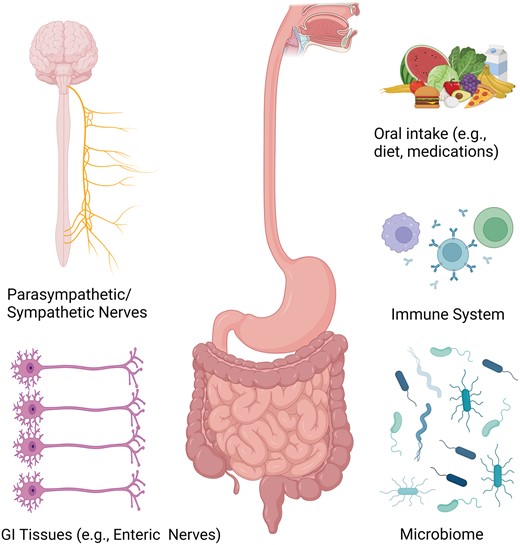 Contributors to GI symptoms and dysfunction in patients with systemic sclerosis. Gastrointestinal symptoms and dysfunction in systemic sclerosis are likely mediated by several factors in the body including the autonomic nervous system, gastrointestinal tissues (e.g. enteric nerves, smooth muscles), the immune system and the GI microbiome. Furthermore, external factors such as intake of food, drink and medications also likely play a role. Identifying the patients in which the autoimmune response is the primary driver of symptoms and damage is key to identifying the patients who are optimal candidates for immunosuppression