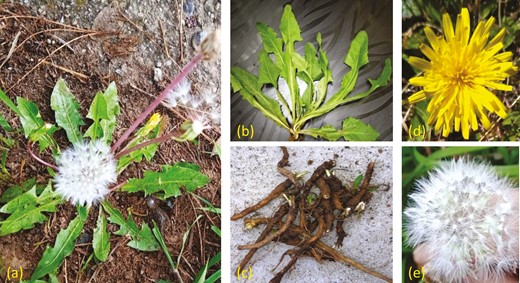 Taraxacum officinale plant and its different parts (a) Whole plant in natural habitat, (b) leaves, (c) roots, (d) flower, and (e) fruit.