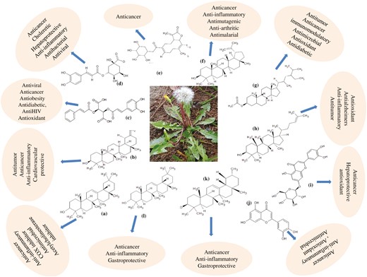 Major active compounds of T. officanale responsible for anticancer activity:(a) Taraxerol, (b) Taraxasterol, (c) Chicoric acid, (d) Chlorogenic acid, (e) Taraxinic acid β-glucopyranosyl ester, (f) Lupeol, (g) β-sitosterol, (h) Cycloartenol, (i) luteolin-7-glucoside, (j) luteolin, (k) α-amyrin, and (l) β amyrin.