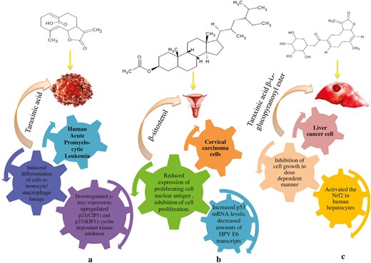 Representation of underlying mechanism of different compounds: (a) antiproliferative activity of taraxinic acid against human leukemia cells, (b) antiproliferative activity of β-sitosterol against cervical carcinoma cancer cells, and (c) antiproliferative activity of taraxinic acid β-D-glucopyranosyl ester against human liver cells.