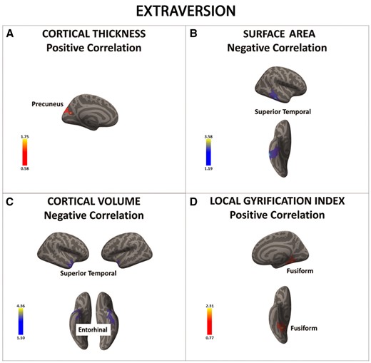 There was a significant positive association between extraversion and cortical thickness in the precuneus (in red) (A). In contrast, there was a significant negative association between extraversion and surface area and cortical volume in the superior temporal cortex and entorhinal cortex (regions in blue) (B and C). Finally, the local gyrification index in the fusiform gyrus was positively associated with extraversion (in red) (D). Color bar: −log10 (P value).