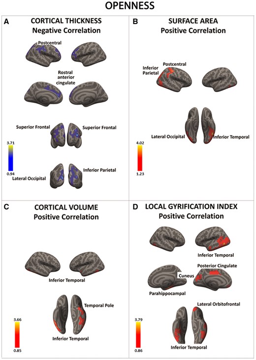 There was a significant negative association between openness and cortical thickness in a series of frontal and posterior regions (in blue) (A). In contrast, there was a significant positive association between openness and the surface area, cortical volume, and local gyrification index in posterior as well as anterior brain regions (regions in red) (B–D). Color bar: −log10 (P value).