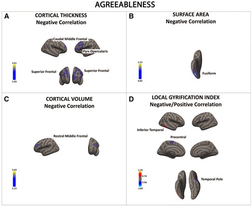 There was a significant negative association between agreeableness and cortical thickness, surface area, cortical volume, and local gyrification index in a series of frontal and temporal regions (in blue) (A–D). The only region showing a positive association between openness and local gyrification index was the inferior temporal cortex (D). Color bar: −log10 (P value).