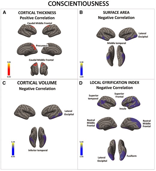 There was a significant positive association between conscientiousness and cortical thickness in a series of frontal regions (A). There was also a negative correlation between conscientiousness and surface area, cortical volume and local gyrification index in occipital, temporal and frontal cortices (B–D). Color bar: −log10 (P value).