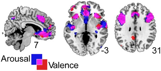 Overlapping activation maps for significant correlations between BOLD signal and arousal (blue) or valence (red) ratings (but without first removing variance explained by valence and arousal, respectively).