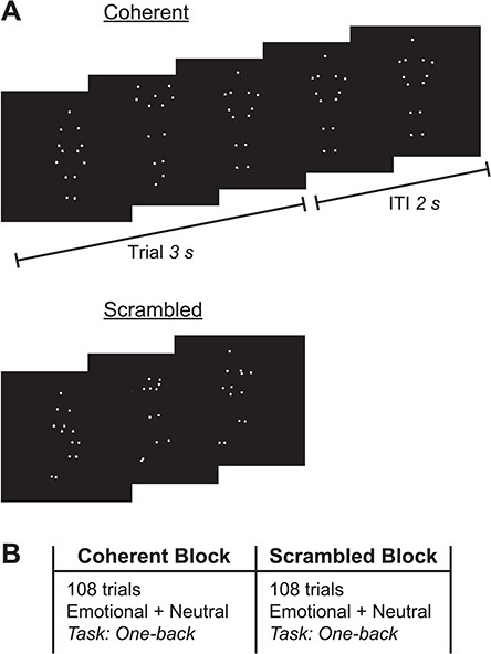Experimental stimuli and procedure. (A) Still frames taken from biological PLDs of coherent (top) and scrambled (bottom) body movement. Each PLD was 3 s in duration, after which the final frame was maintained on the screen for an ITI of 2 s. (B) The experiment comprised two blocks, a coherent block and a scrambled block, consisting of 108 trials of emotional and neutral actions, pseudo-randomly interleaved. Participants monitored for the immediate repetition of individual movies (one-back task). Block order was counterbalanced across participants.