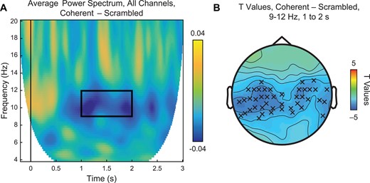 Main effect of action coherency. (A) Time-frequency plot of average power spectrum from 4 to 20 Hz for coherent–scrambled PLDs across all 128 channels. In the time window between 1 and 2 s, we observed reduced power within the alpha band of 9–12 Hz (black box). (B) Statistical analysis of the highlighted time and frequency window using a paired samples t-test revealed significant suppression (P < 0.05, permutation-corrected for multiple comparisons) in centroparietal and temporal sensors, as indicated by Xs.