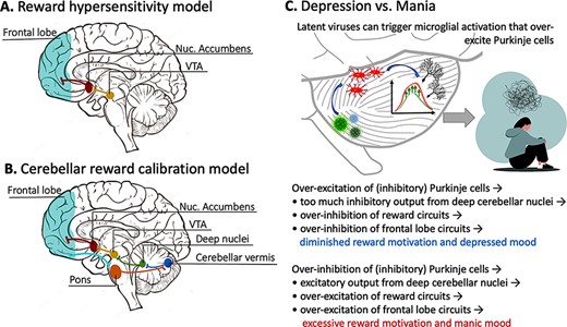 (A) A schematic depiction of the neural circuit described in the Reward Hypersensitivity Model of bipolar disorder. (B) A biologically inspired expansion of the Reward Hypersensitivity Model, described in this paper. Tract-tracing studies have shown that the frontal lobe receives input from the cerebellum and also sends input to the cerebellum via the corticopontocerebellar pathway. This allows for close communication between regions of the frontal lobe and the cerebellum. (C) How Purkinje cell firing patterns can be perturbed by toxins or pathogens, ultimately leading to changes in reward motivation and mood (top). An abbreviated description of perturbed signaling pathways (bottom).