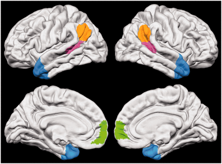 The social brain. Social brain regions of interest include medial Brodmann Area 10 (mBA10; green), temporoparietal junction (TPJ; orange), posterior superior temporal sulcus (pSTS; pink) and anterior temporal cortex (ATC; blue).