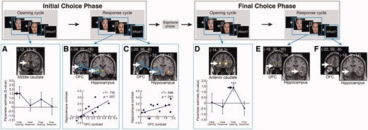 Significant activity contrasts and correlations at successive cycles of the Firm Choice trials. Initial choice phase and Final choice phase trials were analyzed separately. White arrows indicate the peak voxels in the caudate, the hippocampus, and the OFC. (A, D) The bottom graphs show the time course of caudate activity. (B, C) Blue circles indicate a significant correlation of contrast levels between the hippocampus and OFC, and subject-by-subject plot of contrast levels in hippocampal vs OFC ROIs, indicating significant correlations. To define the activated regions, a statistical threshold at P < 0.005 (uncorrected) was used. ***P < 0.001, **P < 0.005, *P < 0.01.