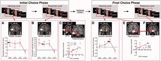 Significant activity contrasts and correlations at successive cycles of the Changed Choice trails. Initial choice phase and Final choice phase trials were analyzed separately. White arrows indicate the peak voxels in the caudate, the hippocampus and the OFC. (A, D) The bottom graphs show the time course of caudate activity. (C, E, F) Red circles indicate a significant correlation of contrast levels between the hippocampus and OFC, and subject-by-subject plot of contrast levels in hippocampal vs OFC ROIs. To define the activated regions, a statistical threshold at P < 0.005 (uncorrected) was used. ***P < 0.001, **P < 0.005, *P < 0.01.