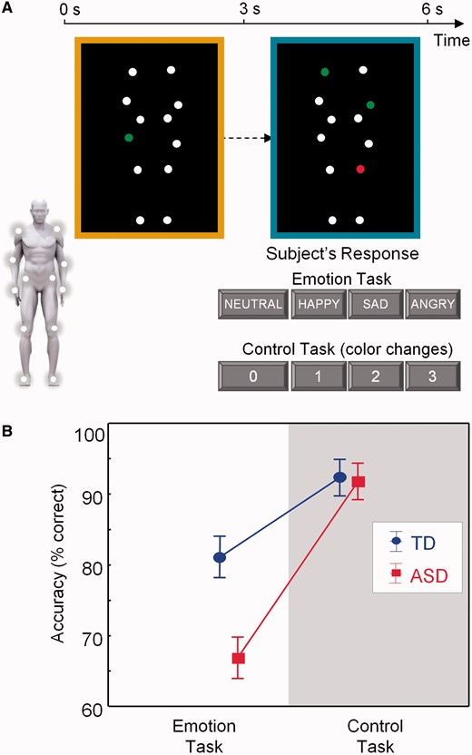 Participants determined the emotional state of PLDs in which moving white dots reflected the main joints of the human body. (A) The emotional state of the blue-bordered PLD had to be indicated relative to the baseline yellow-bordered PLD (always showing a neutral emotional state). The same PLD stimuli were presented in a four-choice control task matched for cognitive and motor demands. Here, one of the dots in the yellow-bordered PLD briefly changed color to either red or green. Subsequently, participants had to indicate the number of dots that changed into the same color in the blue-bordered PLD (2 in this example). (B) The TD group was more accurate than the ASD group on the emotion recognition task, but not on the control task.