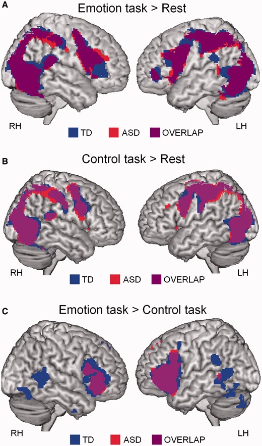 Task-based brain activity. (A) Brain activity during performance of the emotion recognition test (>fixation) in the ASD and TD groups. (B) Brain activity during performance of the control test (>fixation) in the ASD and TD groups. (C) Brain activations during emotion recognition (>control task) in ASD and TD groups (one-sample t-tests, P < 0.05, corrected).
