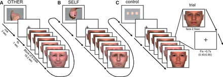 Time course of stimulus presentation during the scanning session. Subjects were instructed to empathize with the person presented on the screen and to (A) identify the emotional state (happy, neutral and sad) observed in the face (other-task) or (B) evaluate their own emotional response (happy, neutral and sad) to that face (self-task). As a control-task (C) a perceptual decision on the width of neutral faces (slim, normal wide) was used. Each block (19.2 s) was preceded by an instruction cue (3 s) and comprised six stimulus faces (each 2.5 s), separated by a fixation cross (jittered duration: 0.45–0.95 s). Instruction cues were pictures of a finger pointing towards the subject (self-task), pointing away from the subject (other-task) or three dots of increasing width (control-task). Each of n = 72 individual faces was presented once displaying a happy expression, once displaying a sad expression and once displaying a neutral expression. Faces had either a low or high intensity emotional expression. Tasks varied block-wise with 6 trials per block, resulting in 32 blocks and 192 trials overall. Prior to scanning, subjects were trained on the experimental tasks. Reprinted with permission from Schulte-Rüther, M., et al. (2011) . Dysfunction in brain networks supporting empathy: an fMRI study in adults with autism spectrum disorders. Social Neuroscience , 6 (1), 1-21, Copyright 2010 Taylor & Francis Ltd. ( http://www.tandfonline.com/doi/full/10.1080/17470911003708032 )