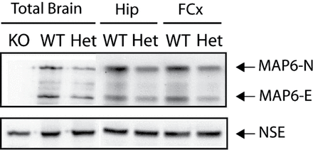 STOP/MAP6 protein level in control mice. Both MAP6-N and MAP6-E protein levels were lower in heterozygous (Het) STOP mice brain tissue than in wild type (WT). Representative western blot of the amounts of STOP/MAP6 neuronal isoforms (MAP6-N and MAP6-E) present in brain extracts from adult WT, Het, or STOP null (KO) mice. Neuronal Specific Enolase was used as loading control. (Hip, hippocampus; FCx, frontal cortex).