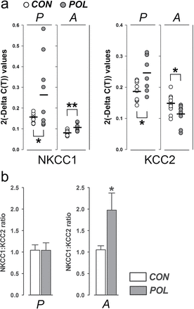 Analysis of NKCC1 and KCC2 mRNA levels in prefrontal cortex following prenatal immune activation. (a) The graph depicts the 2(-Delta C(T)) values of the sodium-potassium-chloride cotransporter 1 (NKCC1) and the potassium-chloride cotransporter 2 (KCC2) measured in each individual control (CON, white symbols) or poly(I:C)-exposed (POL, gray symbols) offspring at peripubertal (P) or adult (A) age. The bars represent the mean of individual 2(-Delta C(T)) values for each group/age. *P < .05 and **P < .01, based on independent Student’s t tests (two-tailed). (b) The bar plots show the means ± standard error mean (SEM) of normalized NKCC1:KCC2 ratios for peripubertal (P) or adult (A) offspring. N(CON/peripuberty) = 9, N(POL/ peripuberty) = 7, N(CON/adulthood) = 11, N(POL/ adulthood) = 9.