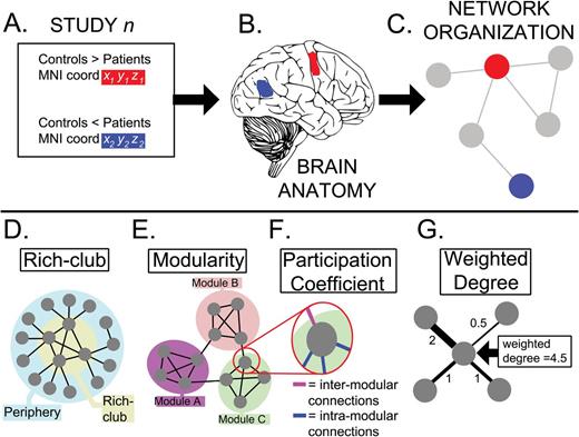Overview of the methods and terminology. ( A ) The coordinates of under-activations (red) and over-activations (blue) during a task in schizophrenia were retrieved. ( B ) These were mapped onto regions of interest (ROIs) defined in standard neuroanatomical space. ( C ) The coordinates were also mapped onto a normative connectome (brain network) based on the same ROIs. This network “mapping” exercise provided information about the position in the network where each differential activation was located. We were particularly interested in the relationship between abnormal activations and specific network configurations such as the rich club (highly connected high degree nodes) ( D ) or network modules (groups of densely connected nodes that are sparsely connected to nodes in other modules) ( E ). We also examined their association with the participation coefficient ( F ), which refers to the relative proportions of intra-modular and inter-modular connections a node mediates, and the weighted degree ( G ), which is the sum of connections to a node.