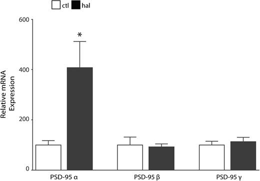 Haloperidol-treated rats have increased postsynaptic density-95 alpha (PSD-95α) mRNA expression in frontal cortex. Quantitative PCR analysis of mRNA isolated from control (ctl, N = 9) and haloperidol (hal, N = 9) treated rats revealed increased PSD-95α expression (t = 2.9, df = 16, P < .05) in the frontal cortex. We found no changes in PSD-95 beta or gamma isoforms. *P < .05.