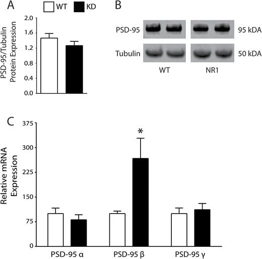 Analysis of the GluN1 NMDAR knockdown (KD) mouse model of schizophrenia. PSD-95 protein expression is unchanged in GluN1 KD mice (A, B). GluN1 KD (N = 5) mice have increased postsynaptic density-95 beta (PSD-95β) mRNA expression (t = 2.466, df = 7, P < .05) vs littermate wild-type (WT, N = 4) mice (C). *P < .05.
