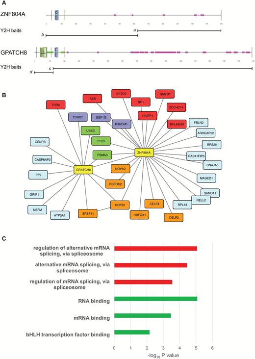 The ZNF804A interactome. Schematic depicting the domain architecture of ZNF804A and its paralog GPATCH8 (A). Images were produced using SMART and are annotated to show protein domains and motifs. GPATCH8 differs from ZNF804A at its N-terminus where the larger protein contains a G-patch domain and an extensive coiled-coil region (green). GPATCH8 also contains a higher proportion of low complexity protein sequence (pink) than its paralog. The bisecting lines show the location of the coding exon boundaries in the 2 proteins. The position of the Y2H baits (a-d) is shown below each protein. Protein-protein interaction (PPI) network for ZNF804A and GPATCH8 (B). PPI was produced in CYTOSCAPE and shows combined Y2H data from the four baits depicted in panel A. Interacting genes are color-coded according to molecular function; baits, yellow; messenger RNA processing and binding, orange; RNA-associated, purple; transcription, red; ubiquitin-proteasome, green; unspecified, light blue. Gene Ontology (GO) enrichment for the entire ZNF804A interactome (C). Enrichment analysis was performed on the list of interactors using ToppGene. The top 3 statistically significant GO molecular function (red) and GO biological processes (green) are shown after Bonferroni correction.