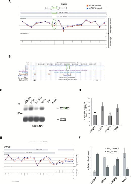 Alternative splicing events in ZNF804A-depleted cells. Geneview for ENAH after ZNF804A knockdown (A). Following ZNF804A knockdown there was increased exclusion of the exon 11a (highlighted with an oval). Screenshot showing the genomic region containing ENAH exon 11a and flanking exons displayed using the UCSC Genome Browser (B). Reverse transcription polymerase chain reaction (RT-PCR) using primers complementary to the constitutive exons flanking ENAH exon 11a (C). Quantitative PCR (qPCR) using primers complementary to exon 11a and a control pair complementary to another region on the transcript (D). The expression of exon 11a was compared between samples using the ∆∆Ct method with the control primer set as the endogenous normalizer. The bar graph shows the percentage abundance of exon 11a relative to the glyceraldehyde-3-phosphate dehydrogenase-specific siRNA (siGAP)-treated sample. The error bars represent the standard deviation of the raw Ct values. The significance was assessed using a 1-way ANOVA and Tukey’s post-hoc test. ** P < .05. PTPRR isoform switch in ZNF804A-depleted cells (D). PTPRR geneview showed a switch in transcript variant use in ZNF804A-depleted cells. qPCR using the primers complementary to each transcript of PTPRR (E). The expression of each PTPRR transcript was compared between samples using the ∆∆Ct method with beta actin (ACTB) set as the endogenous normalizer. The bar graph shows the relative abundance of each PTPRR transcript relative to the abundance of the canonical transcript (NM_130846.2) in the siGAP-treated sample. NM_002849 (canonical membrane bound).
