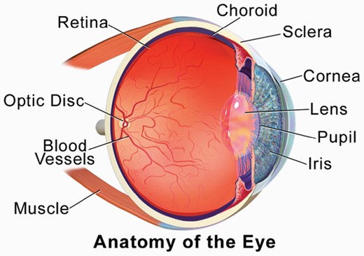 Depiction of the components of the eye.Figure reproduced from Blausen.com staff. Medical gallery of Blausen Medical 2014. WikiJ Med. 2014;1(2). doi:10.15347/wjm/2014.010. ISSN 2002-4436, via a creative commons license (CC BY 3.0).