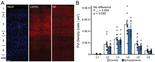 The density of cortical PVIs is not altered in schizophrenia. (A) Representative images (using a × 20 objective) showing the laminar organization of the NeuN (left) and PVI in unaffected comparison subjects (middle, CNTRL) and patients with schizophrenia (right, SZ). The location of cortical layers is indicated on the left. Scale bar = 200 um. (B) Bar graph showing the distribution of PVIs per square micron in each cortical layer for unaffected comparison subjects (open bars) and patients with schizophrenia (solid bars). Error bars = SEM. PVI, parvalbumin interneuron; NeuN; neuronal marker.
