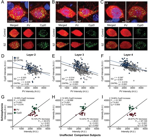 Reductions in PV levels correlate with increased levels of CypD at the somata of PVIs in layers 2–4 of patients with schizophrenia. (A–C) Representative images of DLPFC neurons immunolabelled for PV (red) and CypD (green), counterstained with DAPI (blue), in layers II (L2; A), III (L3; B), and IV (L4; C). (D–F) Groupwise Pearson correlation analyses between PV and CypD in individual cells from L2 (D), L3 (E), and L4 (F) from unaffected comparison subjects (white dots, black line) and patients with schizophrenia (blue dots, blue line). (G–I) Unity plots showing the association between PV (red) and CypD (green) expression in PVI from L2 (G), L3 (H) and L4 (I). Each data point reflects comparisons within a pair or triad consisting of a patient with schizophrenia and their matched unaffected comparison subjects (13 pairs + 5 triads total). Data points below the unity line indicate lower PV values in the schizophrenia patient compared to their matched comparison subject, while points above the line indicate higher CypD values in the schizophrenia patient. In schizophrenic patients, there was a superficial-deep laminar gradient of declining PV levels in layers 2–4, which was accompanied by a corresponding gradient of increased CypD levels in the same neurons. PV, parvalbumin; CypD, cyclophilin D; PVI, parvalbumin interneuron; DLPFC, dorsolateral prefrontal cortex; DAPI, 4ʹ,6-diamidino-2-phenylindole.