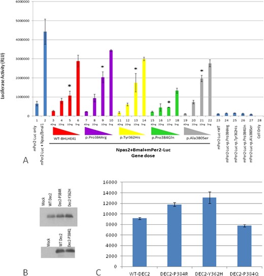 In vitro analyses of wild-type and variants mBHLHE41-NPAS2-Bmal1 transactivation (using HEK293T functional assays). (A) Luciferase assays were carried out with identical methodology to that described in Figure 2. Column 1 indicates background activity of the reporter plasmid (mPer2 promoter-Luc) in HEK 293T cell line in the absence of the Npas2/Bmal1 genes. Column 2 shows transactivation of the luciferase gene on the reporter plasmid by Npas2/Bmal1. Columns from 3 through 22 indicate the effect of the variant and wild-type BHLHE41 on the transactivation of Npas2/Bmal1 in gene doses (40 ng, 20 ng, 10 ng and 5 ng) dependent manner. Red, purple, yellow, green, and gray colors represent BHLHE41-wild-type, BHLHE41 (p.Pro384Arg), BHLHE41 (p.Tyr362His), BHLHE41 (p.Pro384Gln), and BHLHE41 (p.Ala380Ser), respectively. Cells expressing reporter plasmid (mPer2-Luc) along with wild-type BHLHE41 (column 23) and variants of BHLHE41 (columns 24-27) show comparable suppressor activity in the absence of Npas2/Bmal1. Column 28 indicates the background luciferase reading from HEK 293T. Experiments were carried out with triplicates in each point. Luciferase activities (means ± standard error of the mean; n = 9) were measured after a 20-h cell incubation and statistically compared with repression activity of the wild-type BHLHE41 (* P < 0.05). The effect of the variants can be seen when 10 ng of plasmid were used in the assay. (B) Western Blot (WB) analysis of wild-type and variant's mBHLHE41. WB was carried out using anti-Flag with 30 μg of total protein. Enhanced chemiluminescence (ECL) method was used detect the presence of the proteins. The analysis of WB indicates that wild-type and variants were expressed in a comparable level. Arrows indicate the expressed BHLHE41 proteins. (C) Quantification of the protein levels by Western blot results was performed using the ImageJ software. No statistical difference was found in the protein levels.