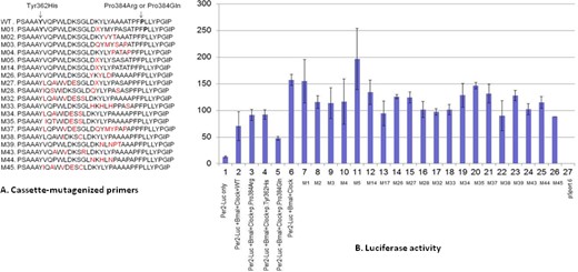 Analyses of the cassette-mutagenized mBHLHE41 by luciferase assay. (A) The region of mBHLHE41 between the 361 and 384 (codons) was mutagenized using appropriate primers by polymerase chain reaction. The effect of the variants was tested with the luciferase assay, which were carried out using reporter construct containing the Per2 E-box in HEK 293T. M stands for the variant and X indicates the presence of the stop codon. (B) The amounts of the vectors are 50ng along with plasmids containing BMAL1 and Clock cDNAs. Column 1 indicates self-activation of the reporter plasmids in HEK 293T. Columns 2 through 5 show repression activity of wild-type BHLHE41, BHLHE41-c.1151C > A (p.Pro384Arg), BHLHE41-c.1086C > T (p.Tyr362His), and BHLHE41-c.1151C > A (p.Pro384Gln) on the transactivation mediated by Clock/Bmal1, respectively. Column 6 shows transactivation of Clock/Bmal1 on reporter plasmids. Columns 7 through 26 indicate the effect of the BHLHE41 variants (indicated by M) listed in Figure 3A on Clock/Bmal1 trans-activation. Column 27 indicates that cells transfected with empty mammalian expression vector (pCMV-Sport 6). The figure shows that variants BHLHE41 (c.1086C > T (p.Tyr362His) and C.1151C > A (p.Pro384Arg) variants have less suppression activity on Clock/Bmal1 trans-activation compared with wild-type BHLHE41 and c.1151C > A (p.Pro384Gln) variant activity indicated by lines. Values of luciferase activity (y-axis) are the averages of three independent transfections (means ± standard error of the mean; n = 9), normalized to cotransfected CMV-Renilla, and expressed as a percentage of the values obtained with Gal4 alone for each cell line. The following abbreviations were used in x-axis: BM, Bmal1; M, variant of BHLHE41.