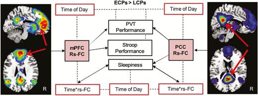 Summary of predictive analysis using rs-FC to predict attentional performance and subjective daytime sleepiness (black boxes). Solid arrows indicate the predictive effects of rs-FC on attentional performance (PVT and Stroop task) and sleepiness variables for models using data from seeds in the mPFC and PCC. Dotted lines and red boxes indicate where time of day or the interaction of time of day and rs-FC was also found to be a significant factor.