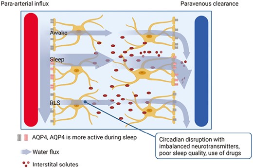 Model of glymphatic system function in awake and sleep state, and in individuals with RLS. Cerebrospinal fluid enters brain tissue via periarterial routes, aided by the presence of aquaporin-4 (AQP4) water channel in astrocytic end-feet. It eliminates solutes from the interstitial space and drains along the veins. AQP4 water channel activity is higher during sleep compared to wakefulness. Based on this, we hypothesize that neurophysiological evidence such as circadian disruption, poor sleep quality, and drug use may be attributed to the glymphatic system dysfunction in patients with RLS.