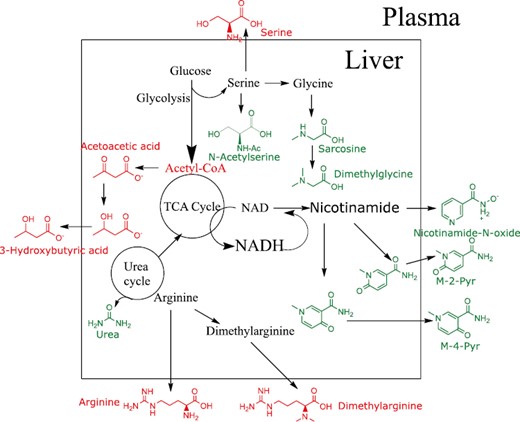 Schematic changes in hepatic metabolic pathways in young adult animals in response to SD and corresponding changes in the plasma. Metabolites altered by SD in young adult livers were subjected to pathway enrichment analysis. Significantly altered hepatic metabolic pathways are presented. Significantly altered plasma metabolites associated with these pathways are shown to be a direct result of changes in hepatic metabolism in response to SD. Metabolites in green are decreased in SD while those in red are increased.