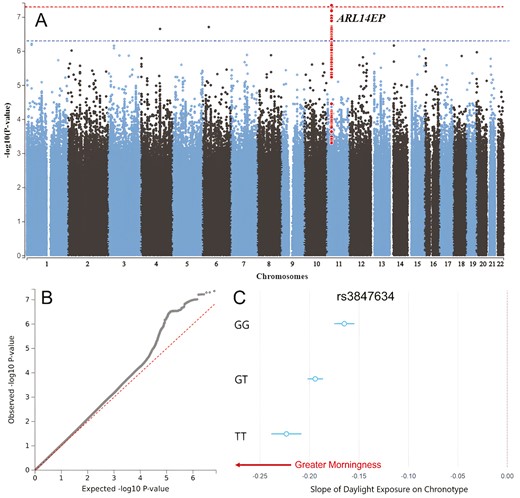 Genome-wide interaction study of light sensitivity. (A) Manhattan and (B) Q–Q plots of genome-wide interaction study (GWIS) for daylight exposure on chronotype, horizontal red dotted line indicates genome-wide significance threshold p < 5 × 10−8. The genome-wide significant SNP rs3847634 at the ARL14EP locus and SNPs in LD with it are highlighted in red (C) Conditional regression plot demonstrating the interaction between genotype at rs3847634 and daylight on chronotype, such that additional T alleles confer a stronger morningness effect of daylight.