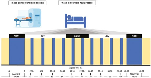 Schematic representation of the experimental protocol. Participants underwent a structural MRI session, where T1-weighted images were obtained (Phase 1). On a separate visit, they underwent a 40-h multiple nap protocol (Phase 2). The in-lab protocol started with an 8-h baseline night, monitored by polysomnography. Thereafter, participants underwent a 40-h multiple nap constant routine (CR) protocol, encompassing 10 short sleep-wake cycles, each consisting of 160 min of wakefulness (yellow) alternating with 80 min of sleep opportunities (blue). The protocol was followed by 8 h of sleep opportunity (recovery night). Light levels (<5 lux during wakefulness and 0 lux during sleep), temperature (~19°C), caloric intake and body posture (semi-recumbent position during scheduled wakefulness and recumbent during sleep opportunities) were controlled. The timing of nap sessions (S1–S10) was aligned with the individual’s scheduled wake-up time from the baseline night (elapsed time expressed in hours).