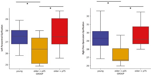 Comparison of cortical gyrification of the left paracentral (on the left) and right pars opercularis (on the right) regions between young individuals and older adults with high (>75th percentile) and low (<25th percentile) REM sleep modulation (REM%Night–Day), respectively. The young and the older > 75th percentile groups exhibited significantly higher gyrification in both areas compared to the older < 25th percentile group. No statistical difference between the young and the older > 75th percentile groups was observed.