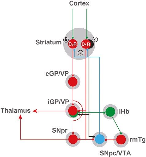 Scheme of cortical-striatal-pallidal-thalamic and cortical-striatal-pallidal-habenular basal ganglia circuits. Glutamatergic, GABAergic, and dopaminergic neurons are represented in green, red, and blue, respectively. D1R and D2R represent two main subtypes of striatal GABAergic neurons, the striatonigral and the striatopallidal neurons, expressing dopamine D1 receptors (D1Rs) and dopamine D2 receptors (D2Rs), respectively. The GABAergic striosomal D1R-MOR neurons are represented in black. It is postulated that an imbalance in the normal dopaminergic receptor activation of the D1R and D2R neurons and the specific increased activation of the striosomal D1R-MOR neurons, leading to inactivation of the pallidal-habenular neurons, mediates the akathisia/restlessness in RLS, NIA, and opioid withdrawal (see text). In NIA, this is dependent on an increased dopamine release (a), secondary to autoreceptor blockade, and a concomitant blockade of postsynaptic D2Rs (b). In RLS, there is also an increased dopamine release (a), secondary to glutamate release, a downregulation of D2Rs (b), and a concomitant increase in D1R sensitivity (c). With opioid withdrawal, there is no presynaptic component, but a significant increase in the sensitivity of the striosomal D1R-MOR neurons (c). Abbreviations: eGP/VP, external segment of the globus pallidus/ventral pallidum; iGP, internal segment of the globus pallidus; lHb, lateral habenula; rmTg, rostromedial tegmental nucleus; SNpc, substantia nigra pars compacta; SNpr, substantia nigra pars reticulata; VTA, ventral tegmental area. For simplification, the indirect connection of the GPe to the GPi and SNpr through the subthalamic nucleus is not included. Also, only the cortex is shown as an input to the striatum, but it also receives inputs from the midline and intralaminar thalamic nuclei, and the ventral striatum also receives inputs from the hippocampus and amygdala.