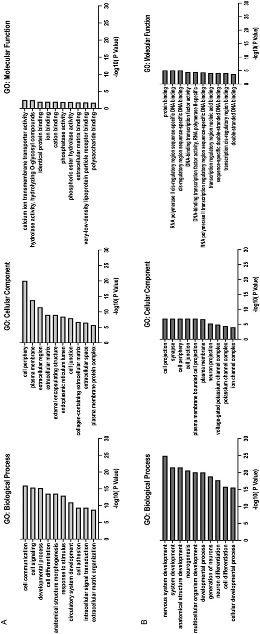 Gene ontology (GO) enrichment analysis. The top 10 enriched GO terms in genes up-regulated (A) and down-regulated genes (B) in KO NPCs. Enrichment score indicates the enrichment score value of the GO term, equivalent to −log10(p‐value).