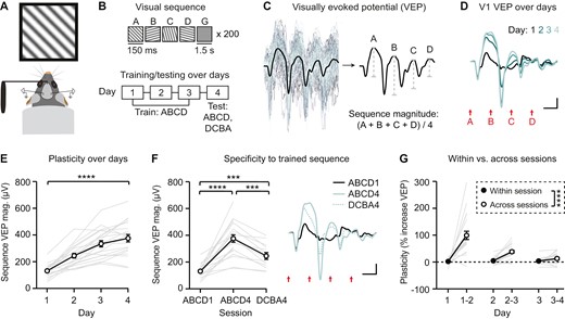 Presentation of familiar visual sequences drives plasticity in V1 VEP magnitude across days. (A) Awake, habituated, head-fixed mice viewed sequences of visual stimuli on a monitor. (B) Top: A single sequence consisted of four oriented grating stimuli, presented for 150 ms, always in the same order (ABCD). Sequences were separated by a 1.5 seconds gray screen (G). Bottom: Mice were trained using 200 presentations of familiar sequence ABCD across 3 days. On day 4, mice were presented with both familiar sequence ABCD and novel sequence DCBA. (C) Quantification of the magnitude of sequence VEPs, which represent the average of 200 trials per session. (D) Group average VEPs to sequence ABCD across 4 days of training (n = 21 mice). (E) VEPs driven by sequence ABCD increase in magnitude across days (n = 21). (F) Sequence plasticity was partially specific to the trained sequence (ABCD1: n = 21, ABCD4: n = 21, DCBA4: n = 13). (G) Comparing plasticity within recording sessions versus plasticity between sessions (across days). Plasticity within a session reflects a comparison between the first 100 trials and the second 100 trials. Plasticity across sessions reflects a comparison of all 200 trials. Scale bars: 100 µV, 100 ms. Error bars indicate ± SEM, ****p < .0001.